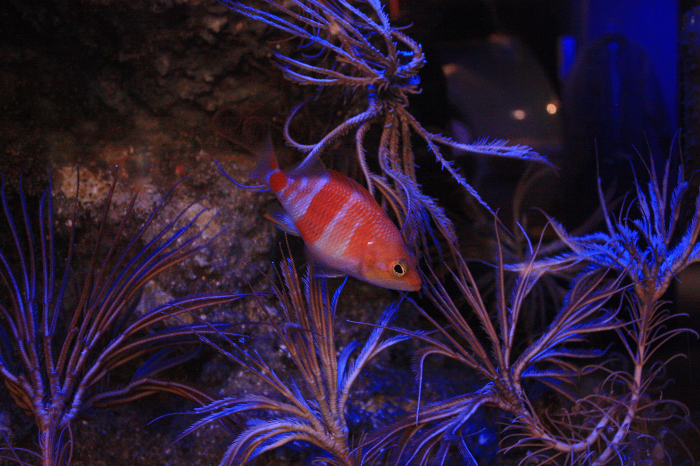 新江ノ島水族館_深海Ⅱアズマハナダイとトリノアシ