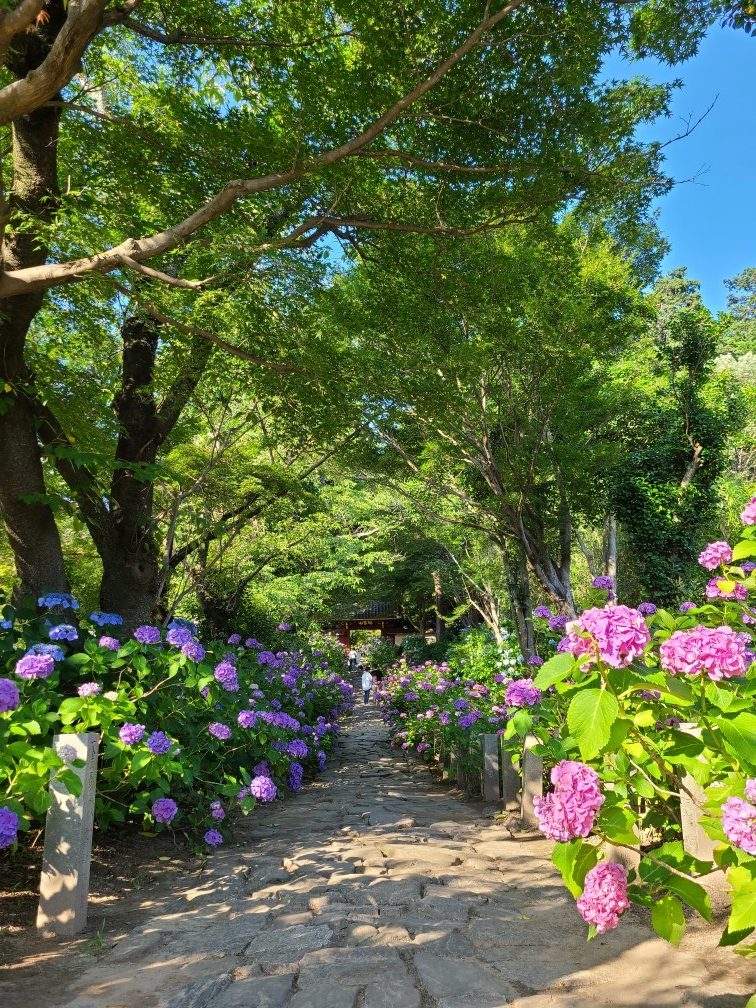 （画像提供：本光寺）