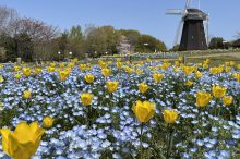 【大阪】ピクニックにおすすめの公園6選！春の絶景を楽しめるスポットを紹介