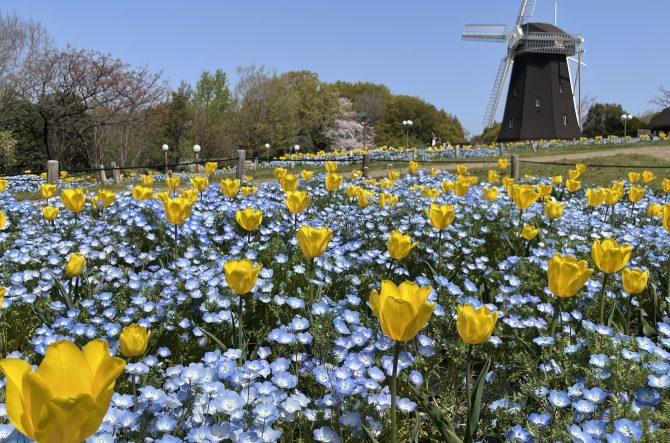 【大阪】ピクニックにおすすめの公園6選!春の絶景を楽しめるスポットを紹介