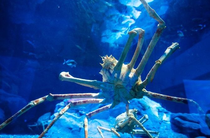 全国】深海魚・深海生物の観賞できる水族館10選！シーラカンスやラブカ