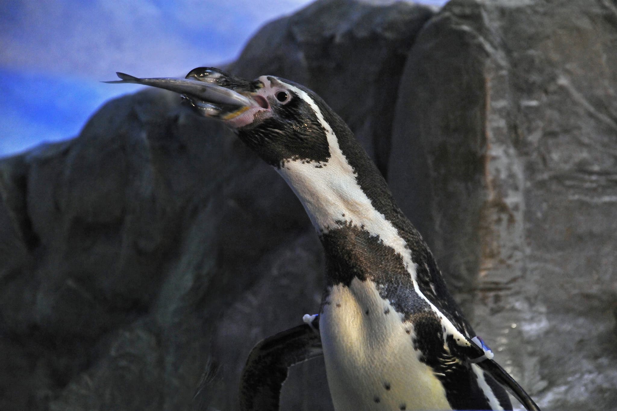 （画像提供：新江ノ島水族館）