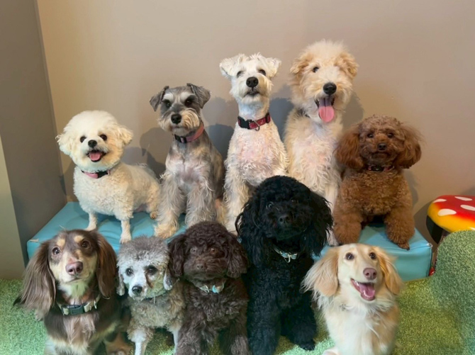 Dog Cafe Florence