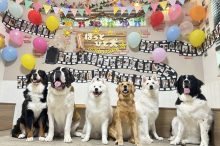 東京・千葉の大型犬カフェおすすめ7選！もふもふサモエドやハスキーと遊べる＜2026＞