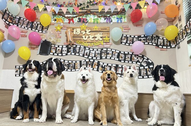 東京・千葉の大型犬カフェおすすめ7選!もふもふサモエドやハスキーと遊べる<2026>