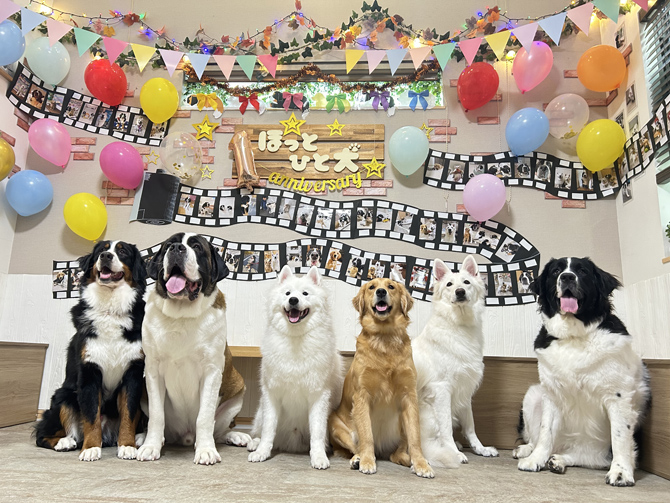 大型犬カフェ ほっとひと犬