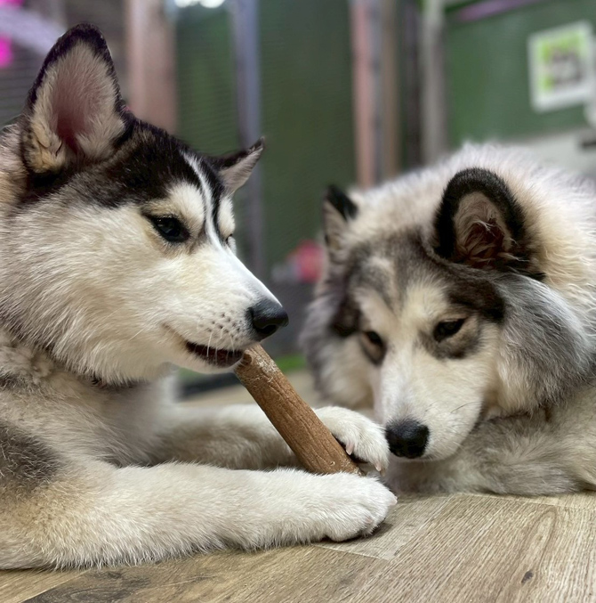 HUSKY CAFE TOKYO