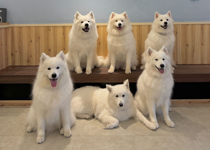 Samoyed cafe AL 駒澤公園店