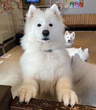 Samoyed cafe AL 駒澤公園店