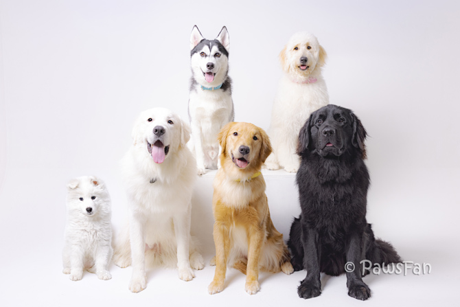大型犬カフェPawsFan