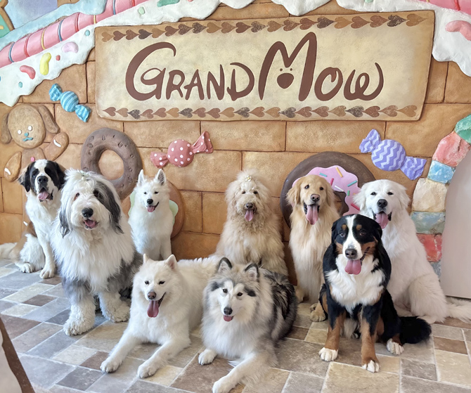 大型犬カフェ GRAND MOU