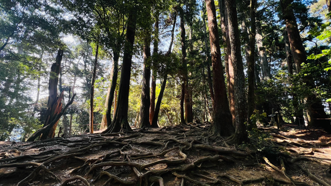 木の根道