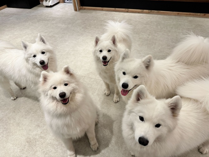 Samoyed cafe AL 駒澤公園店