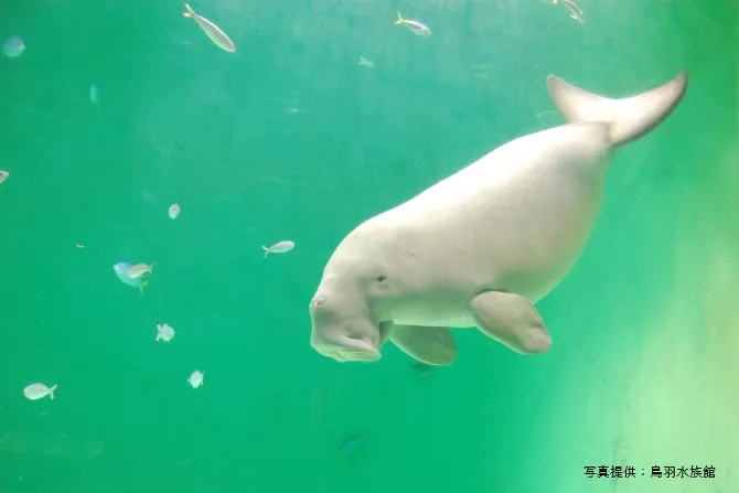 鳥羽水族館
