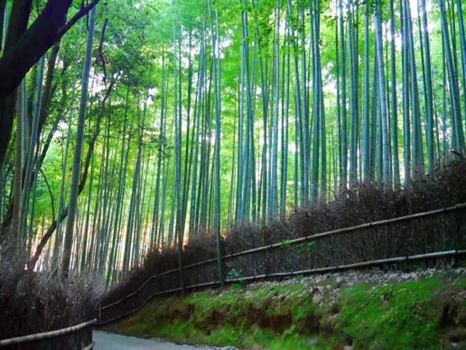 竹林の小径