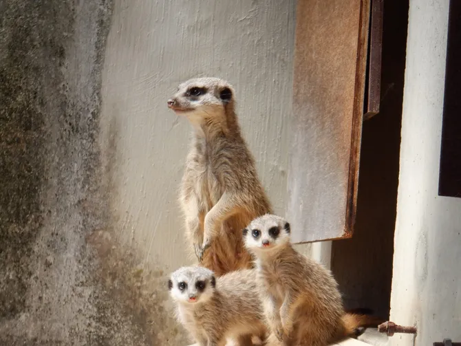 岡崎市東公園動物園