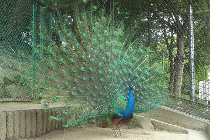 岡崎市東公園動物園