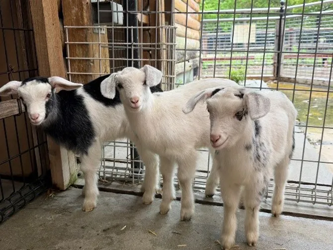 豊橋総合動植物公園（のんほいパーク）