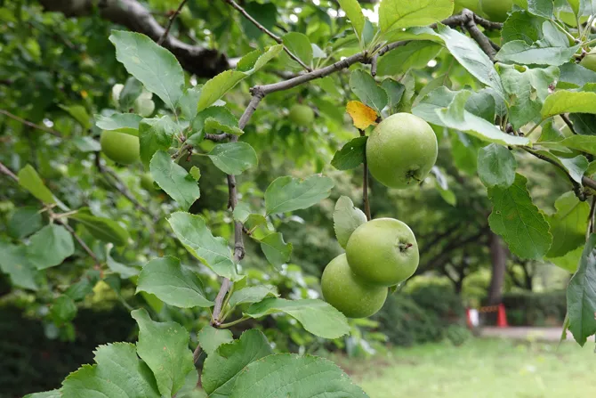 小石川植物園