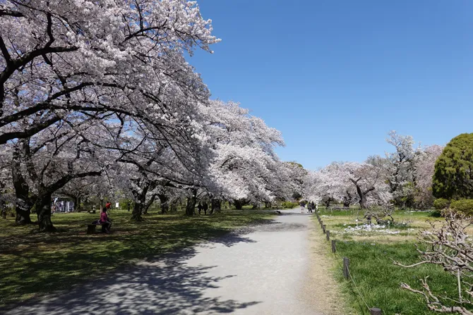 小石川植物園