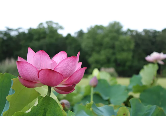 都立神代植物公園