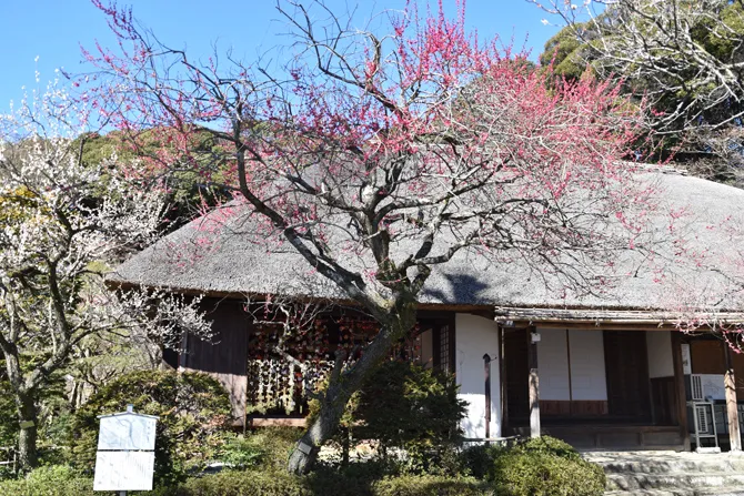 京王百草園