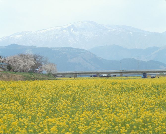 川渡温泉河川敷 菜の花畑と桜並木