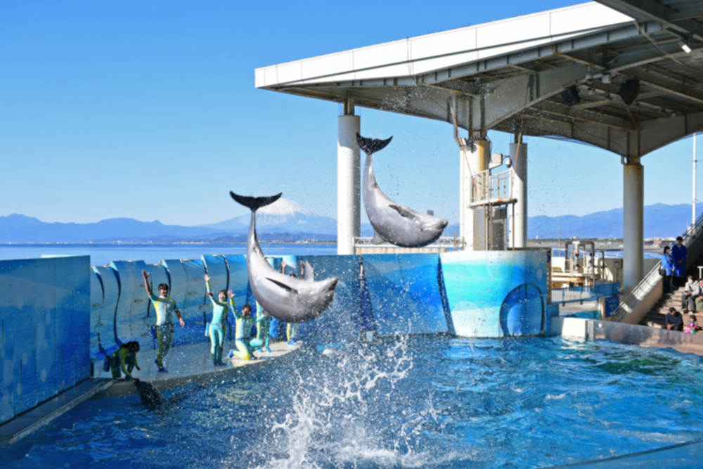 長井海の手公園ソレイユの丘