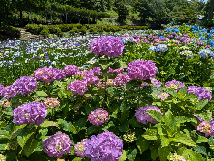 修善寺虹の里