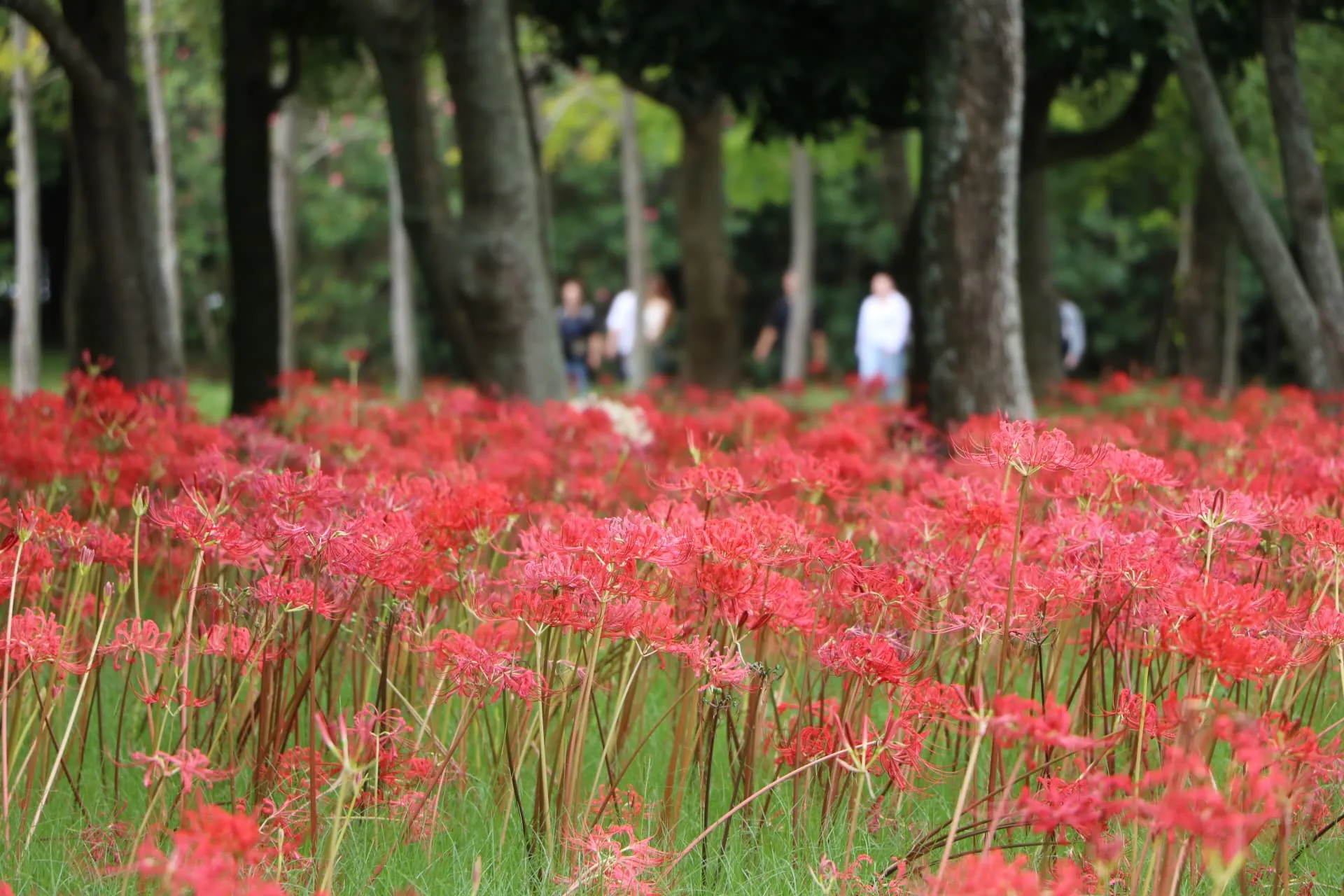海の中道海浜公園