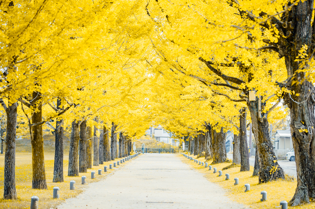 (写真提供:PIXTA)