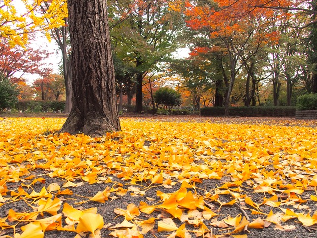 (写真提供:PIXTA)
