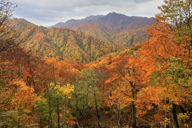 (写真提供:PIXTA)
