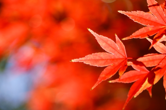【秋といえば？】旬の食べ物・季節の花・紅葉など秋を楽しめる行事をチェック