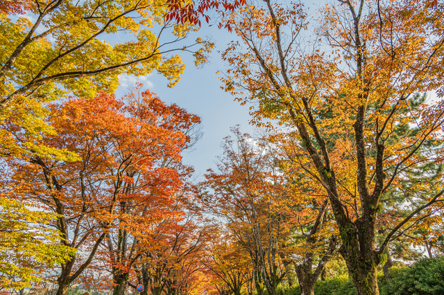 (写真提供:PIXTA)