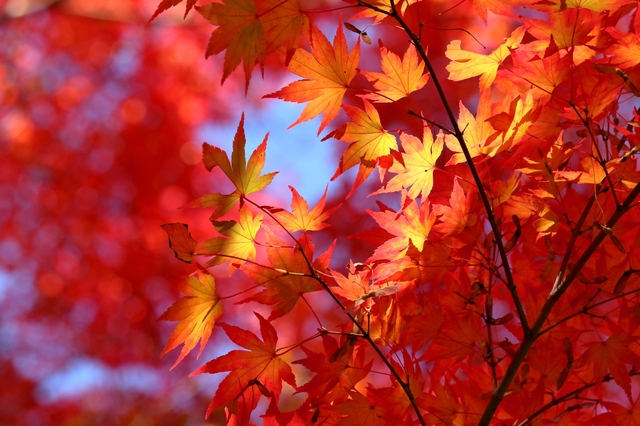 (写真提供:PIXTA)