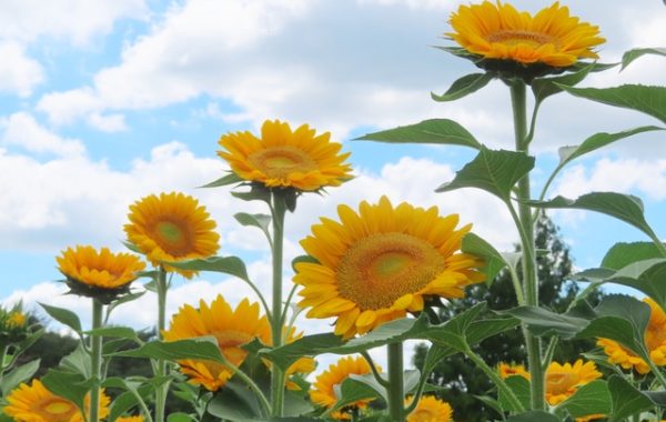 夏のおでかけリスト
