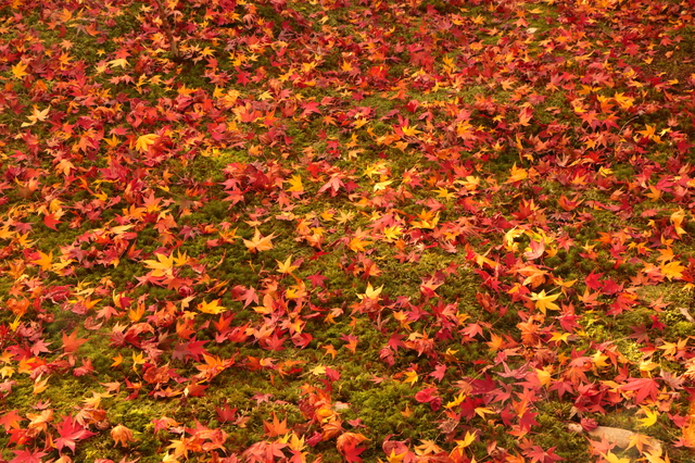 (写真提供:PIXTA)