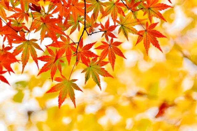 (写真提供:PIXTA)