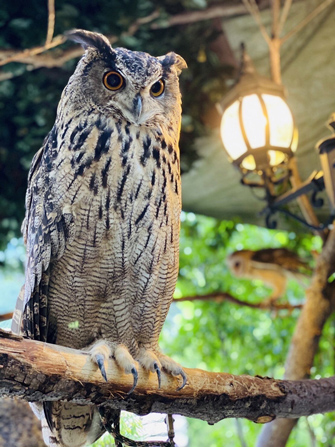 湯布院のフクロウの森