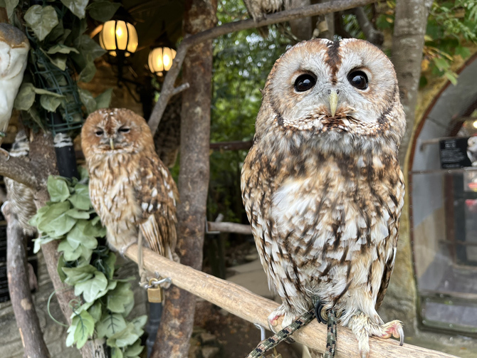 湯布院のフクロウの森