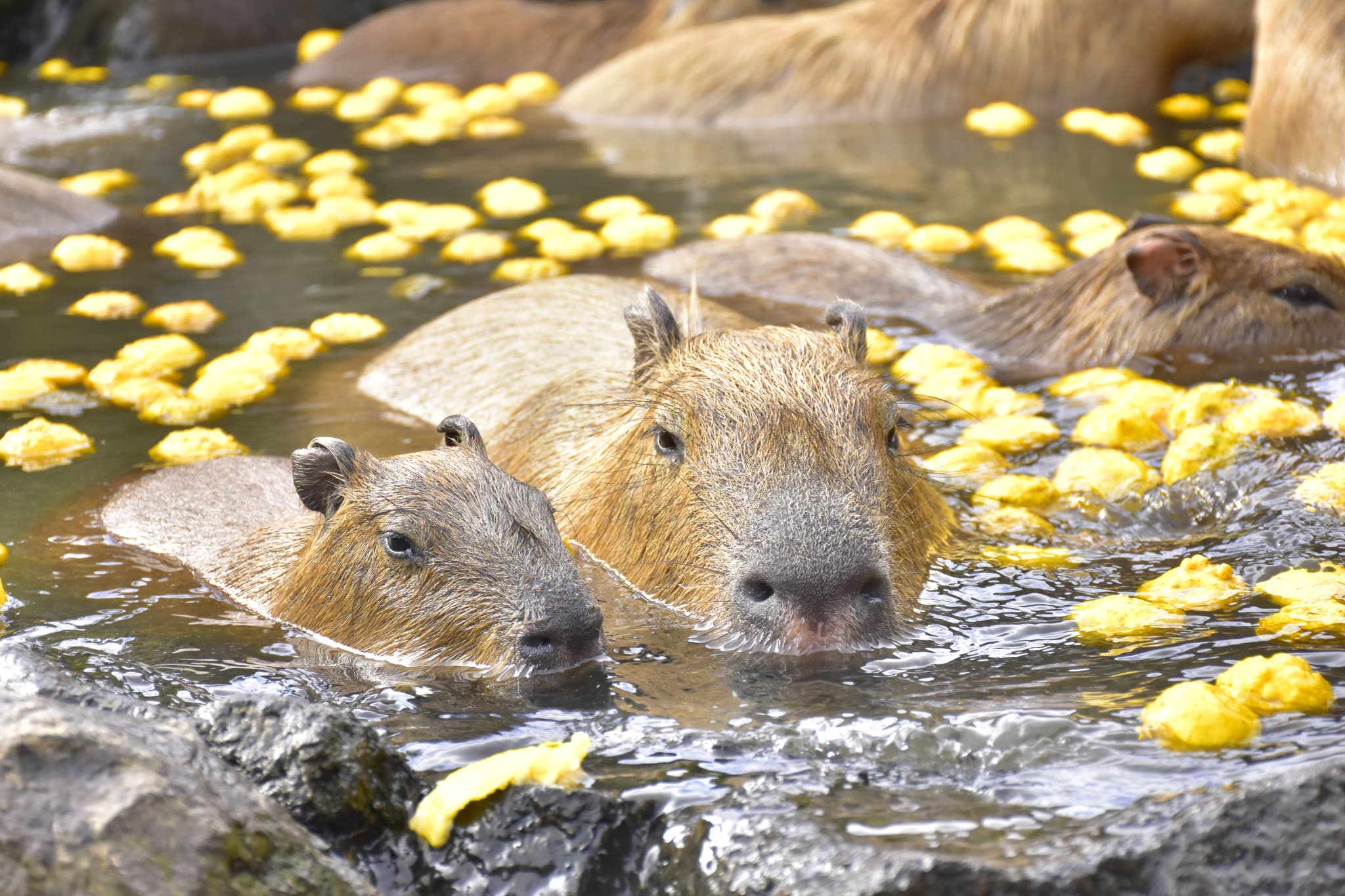 伊豆シャボテン動物公園