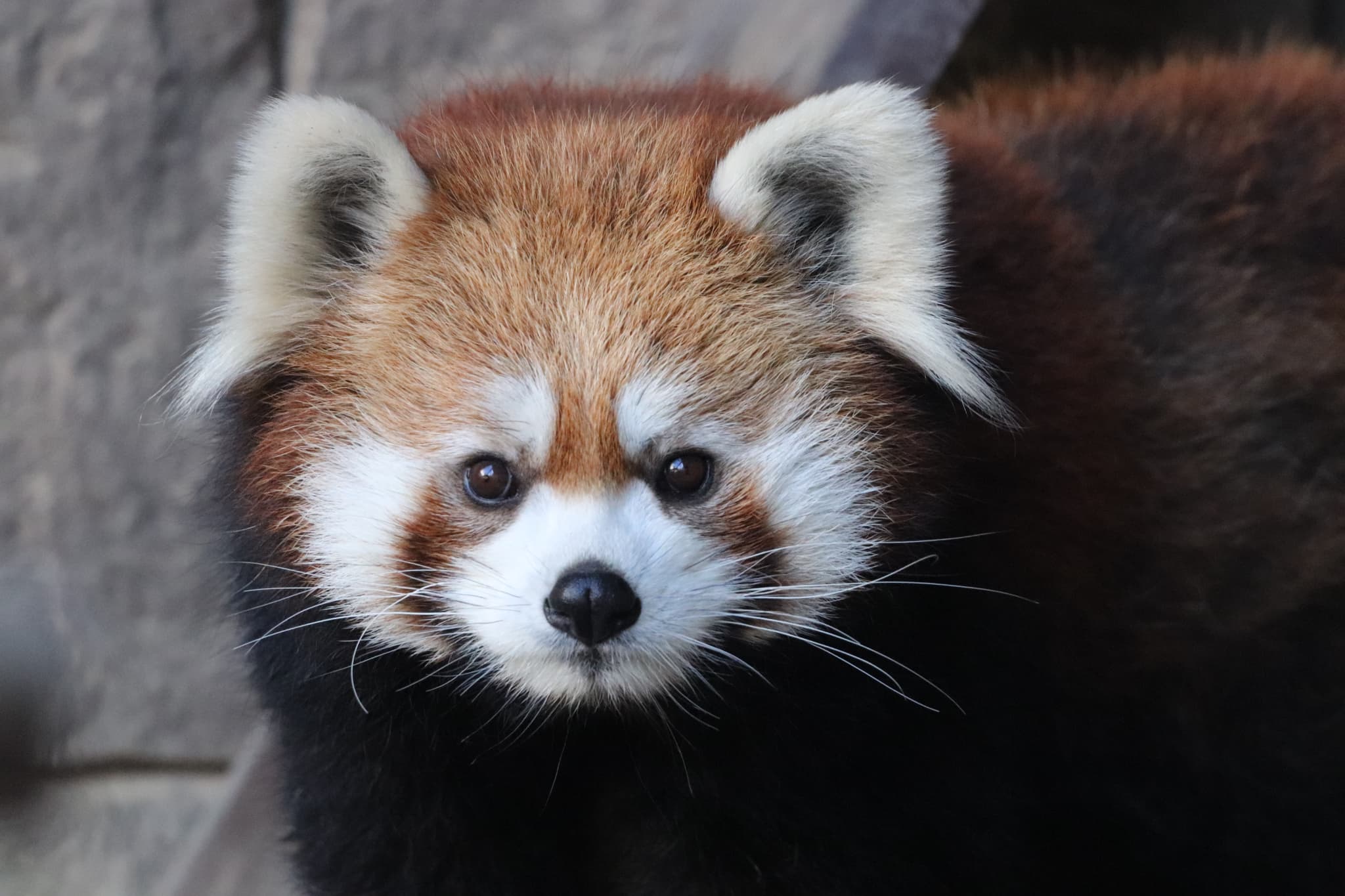 浜松市動物園