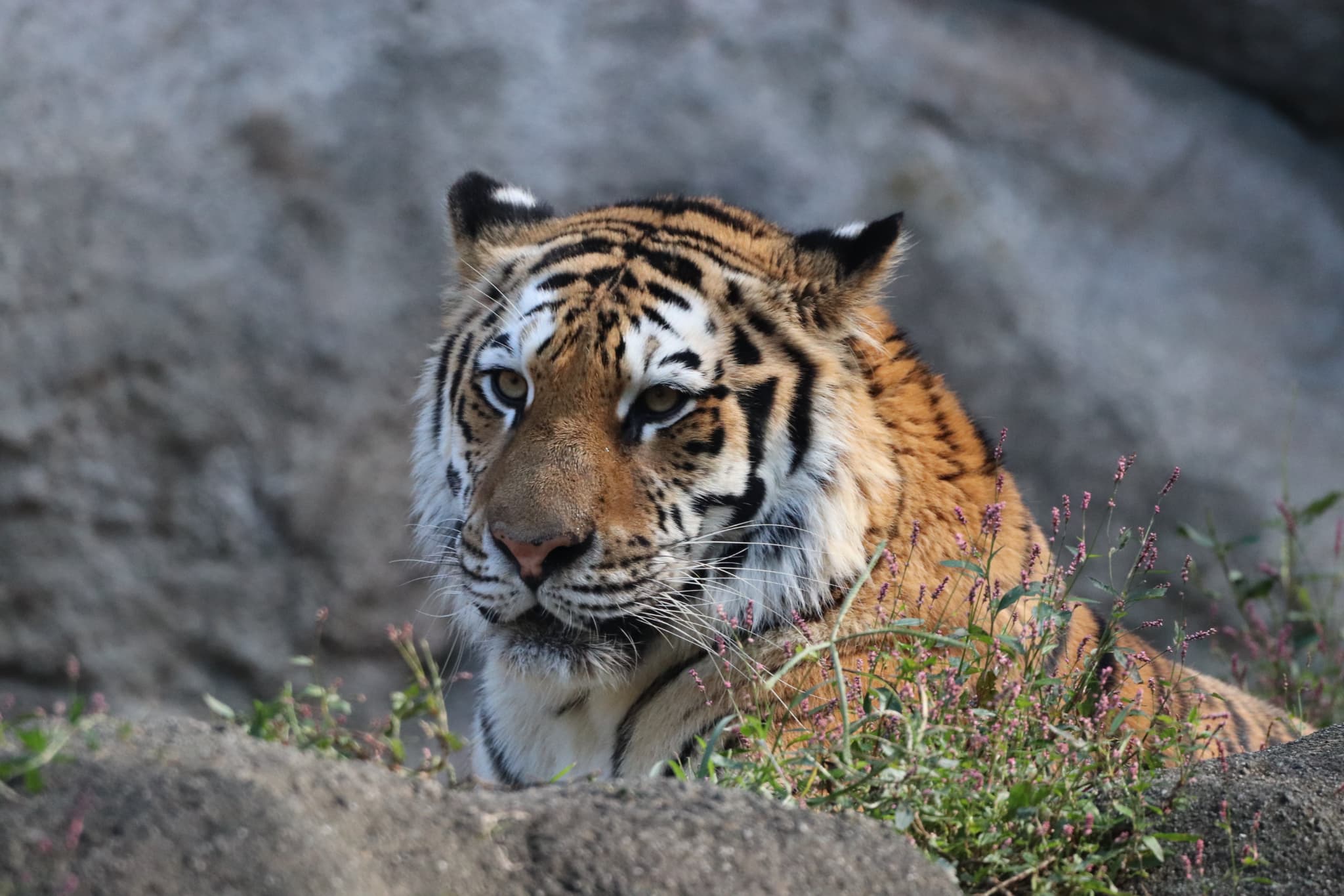 浜松市動物園