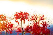 彼岸花（ヒガンバナ）ってどんな花？別名や赤・黄色・白の花言葉、見頃時期まで紹介