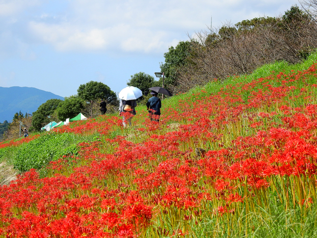 (画像提供:PIXTA)