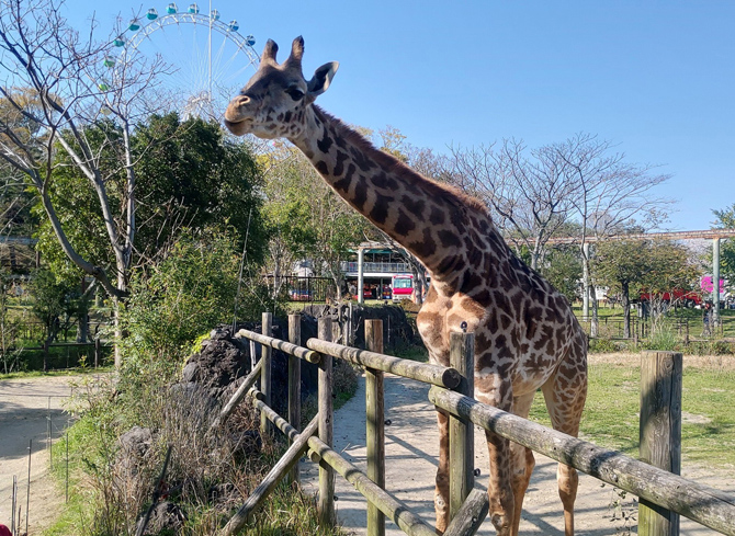 到津の森公園