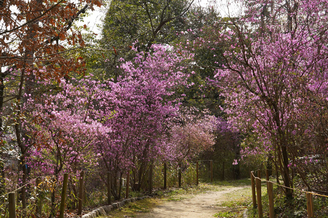紫金山公園