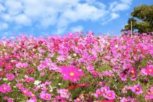 【関西】子どもが喜ぶ大型公園16選！アスレチックや滑り台などの遊具・遊び場、花畑も…