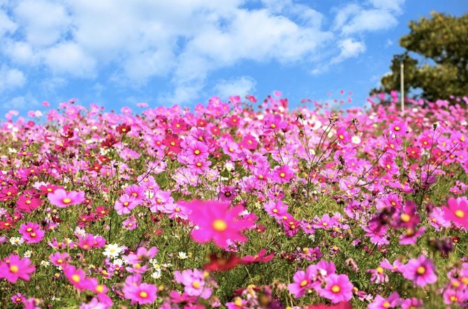 【関西】子どもが喜ぶ大型公園16選!アスレチックや滑り台などの遊具・遊び場、花畑も<2026>